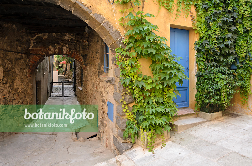 569054 - Japanese creeper (Parthenocissus tricuspidata) at an old town house, Grimaud, France