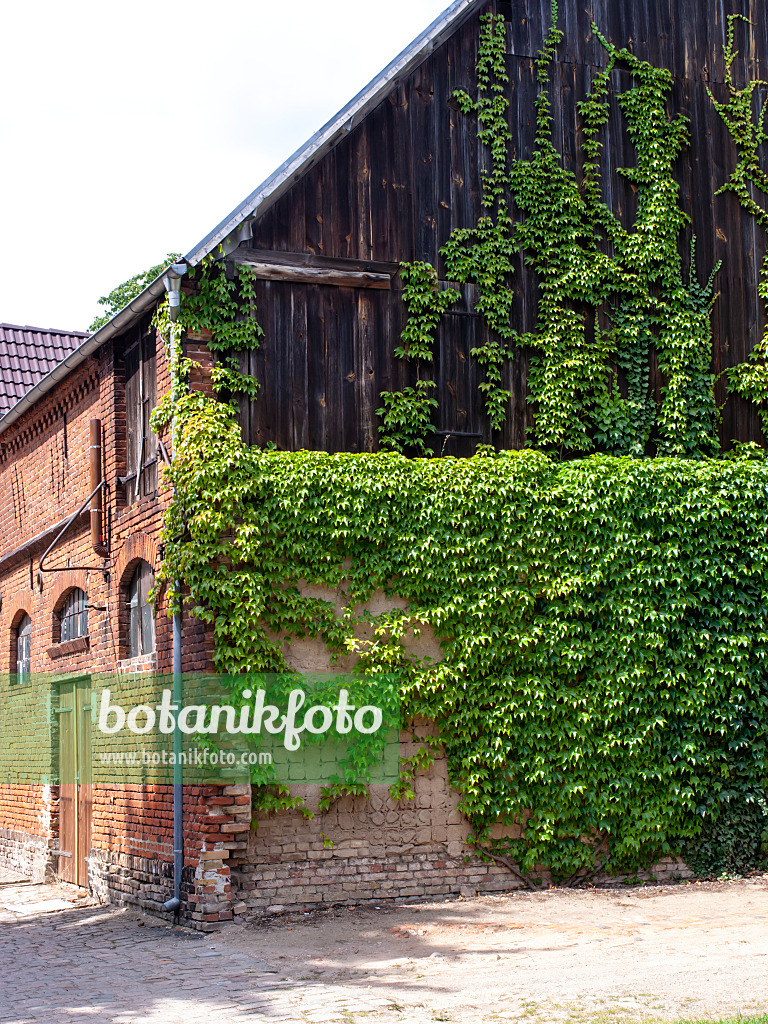 474514 - Japanese creeper (Parthenocissus tricuspidata) on a barn