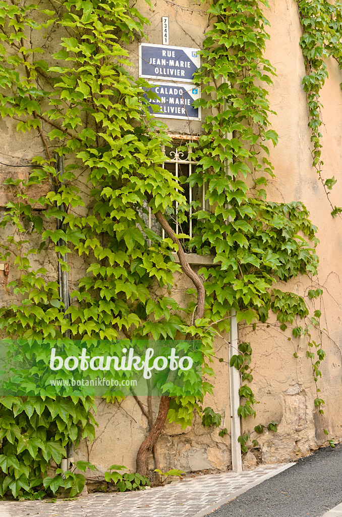 533143 - Japanese creeper (Parthenocissus tricuspidata) on a house wall