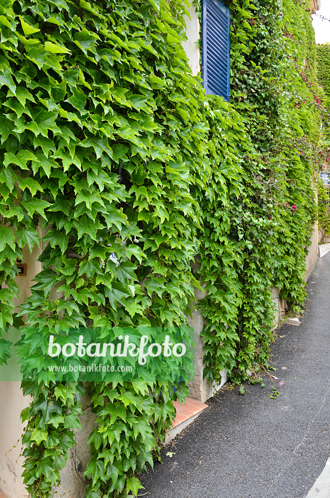 533145 - Japanese creeper (Parthenocissus tricuspidata) on a house wall