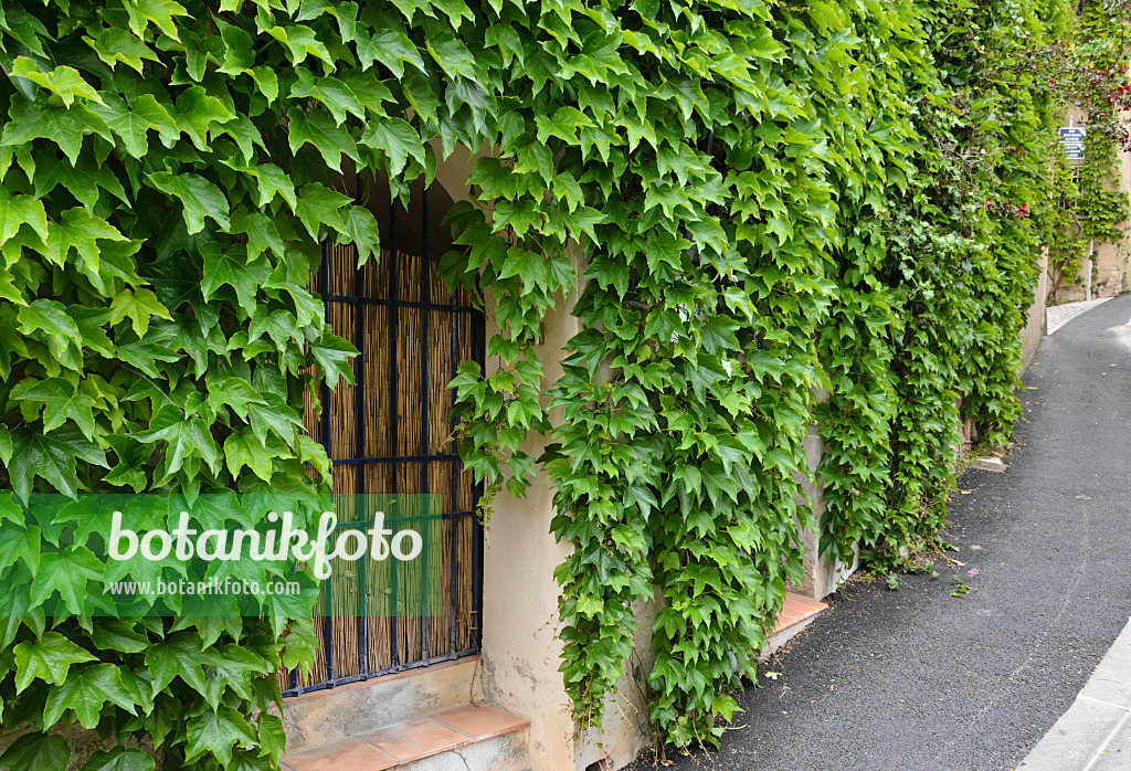 533146 - Japanese creeper (Parthenocissus tricuspidata) on a house wall