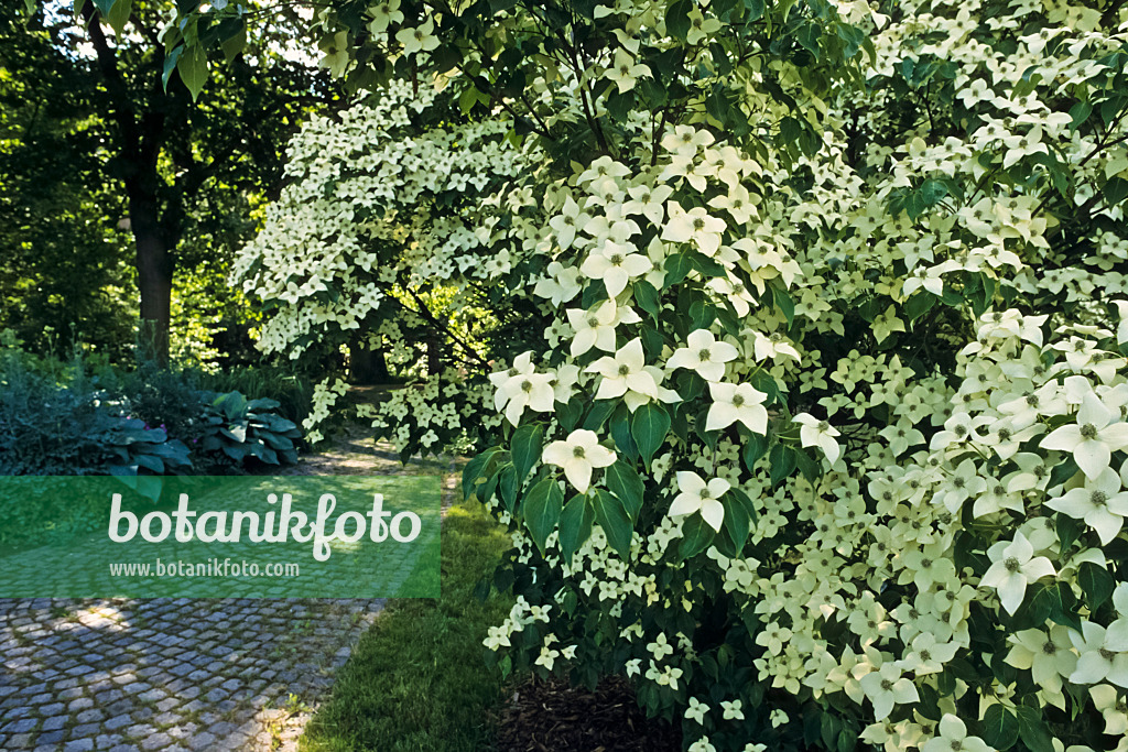 391001 - Japanese dogwood (Cornus kousa)