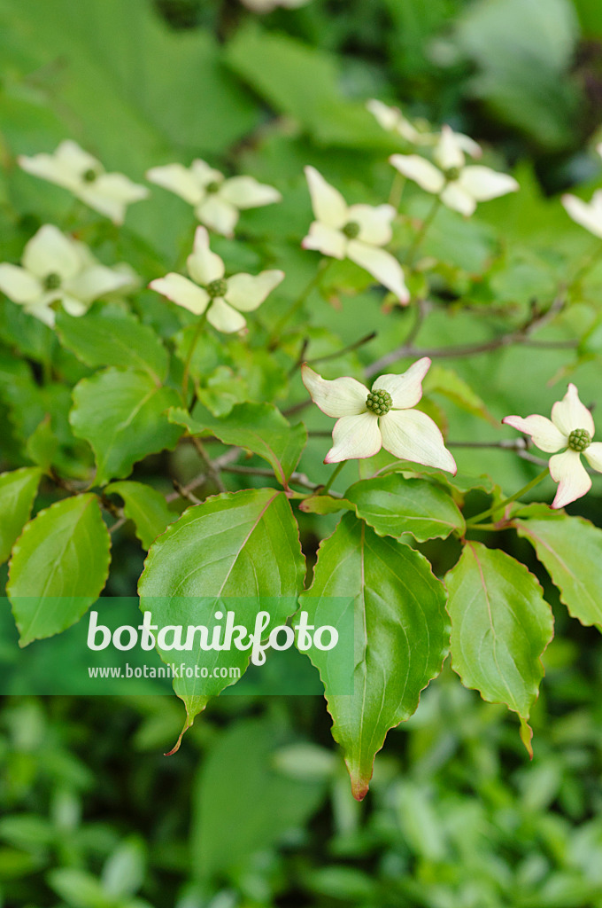 472286 - Japanese dogwood (Cornus kousa)