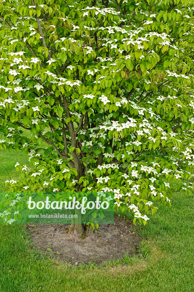 472310 - Japanese dogwood (Cornus kousa)