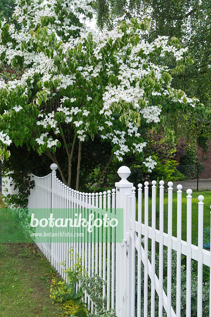 545150 - Japanese dogwood (Cornus kousa)