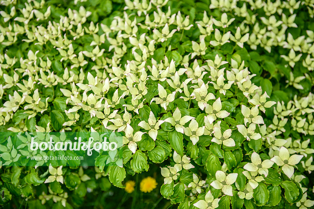 593061 - Japanese dogwood (Cornus kousa)