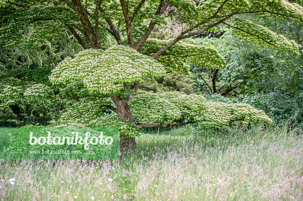 593062 - Japanese dogwood (Cornus kousa)