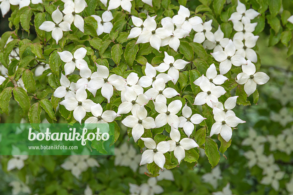 625172 - Japanese dogwood (Cornus kousa)