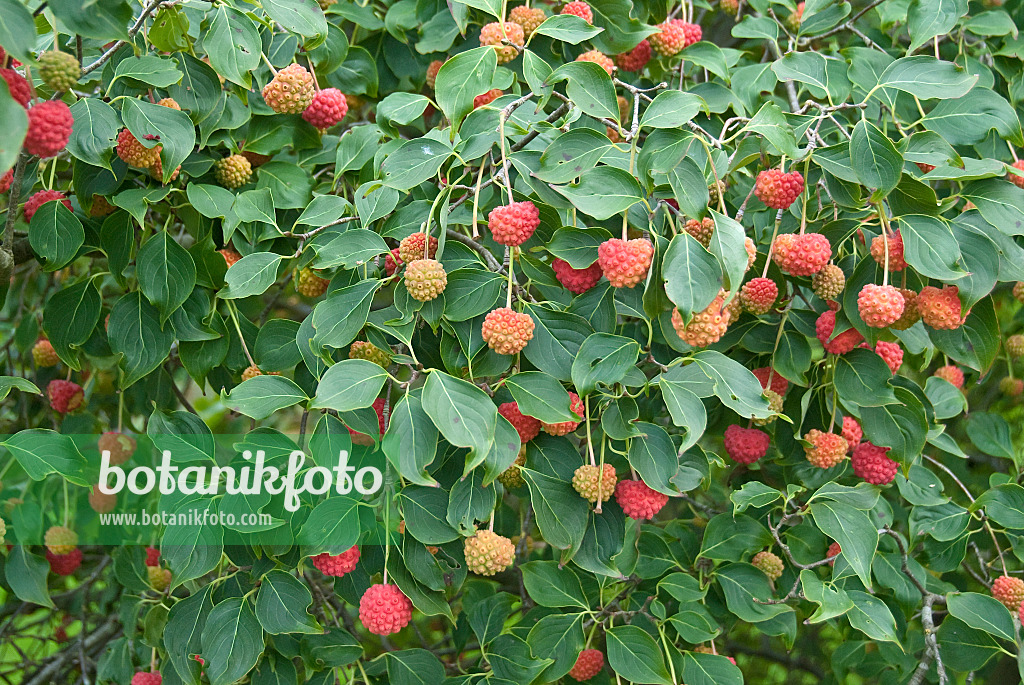 502163 - Japanese dogwood (Cornus kousa 'China Girl')