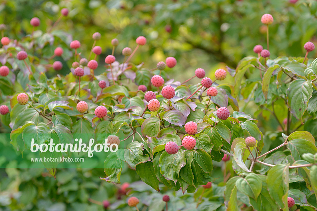 547121 - Japanese dogwood (Cornus kousa 'Satomi')