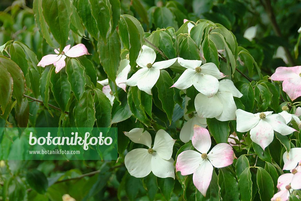 517162 - Japanese dogwood (Cornus kousa 'Teutonia')