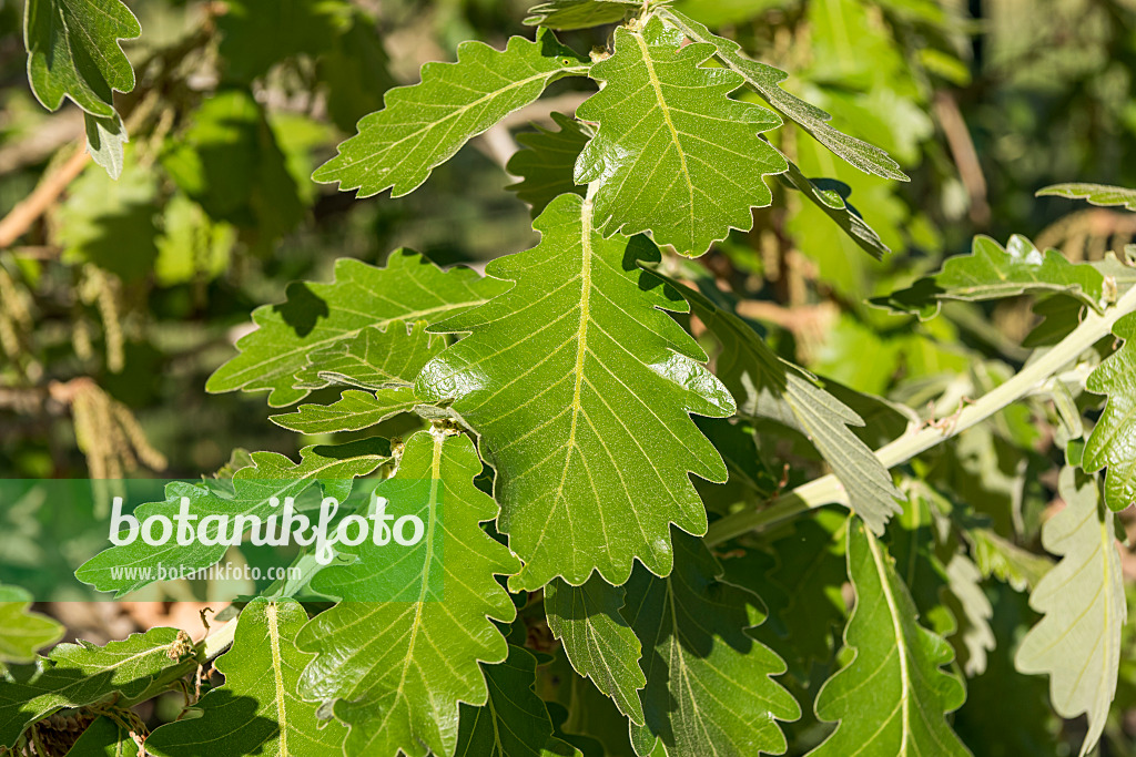 625339 - Japanese emperor oak (Quercus dentata 'Carl Ferris Miller')