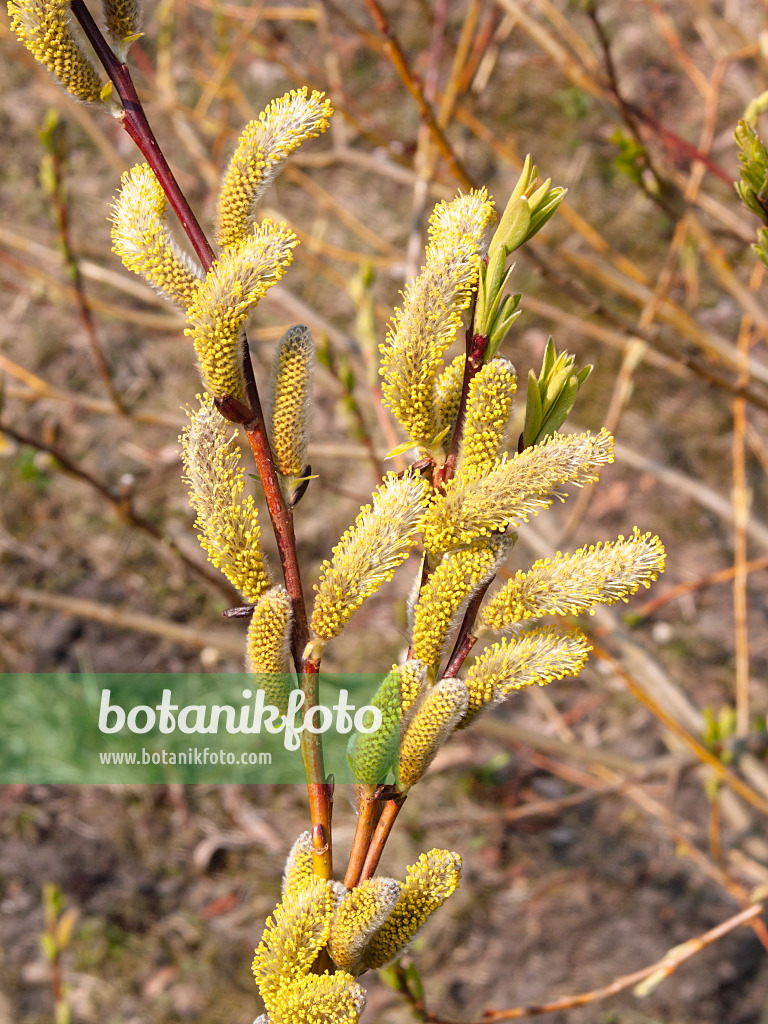 400054 - Japanese fantail willow (Salix udensis 'Sekka')