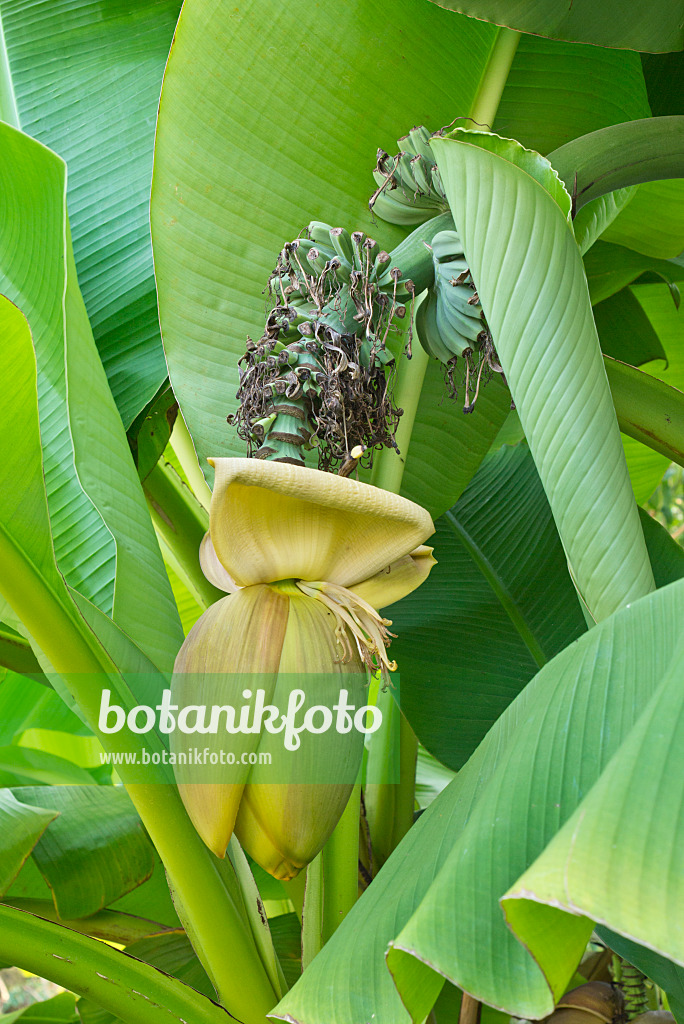 561070 - Japanese fibre banana (Musa basjoo)