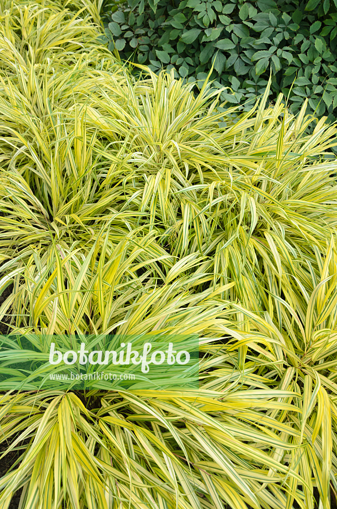 547007 - Japanese forest grass (Hakonechloa macra 'Alboaurea')