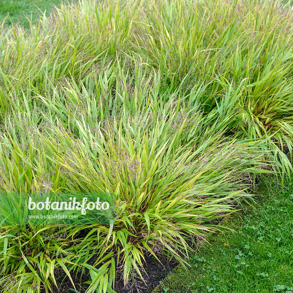 547148 - Japanese forest grass (Hakonechloa macra)