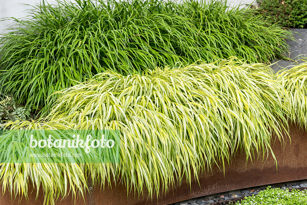 638110 - Japanese forest grass (Hakonechloa macra 'Aureola')