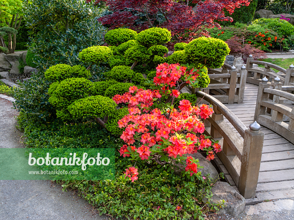 437311 - Japanese Garden, Freiburg im Breisgau, Germany