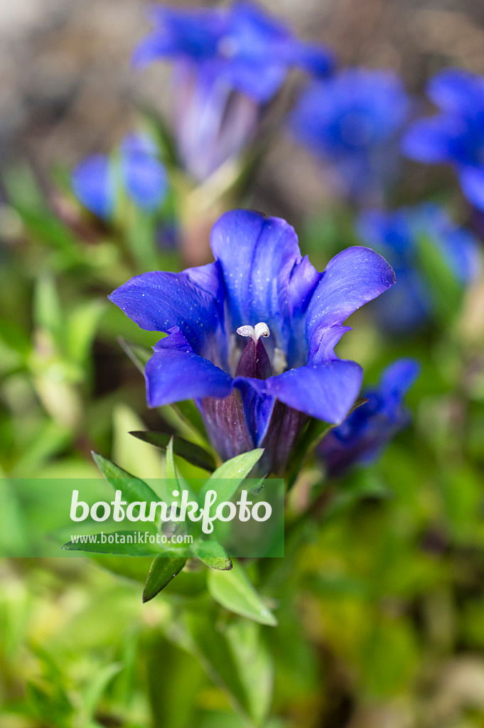 512084 - Japanese gentian (Gentiana scabra)