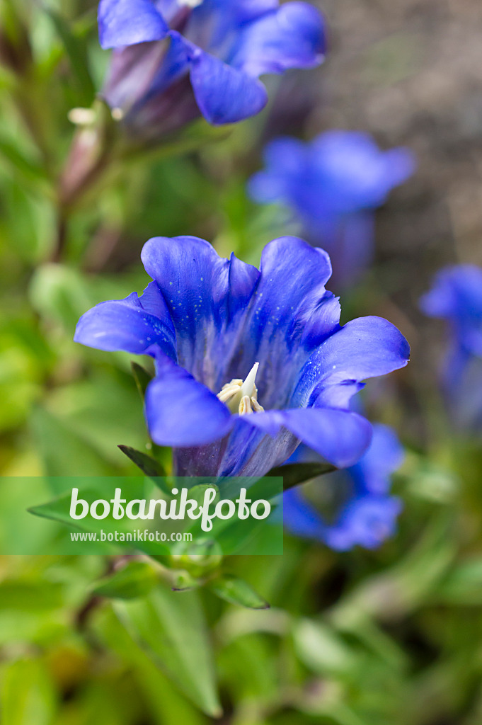 512086 - Japanese gentian (Gentiana scabra)