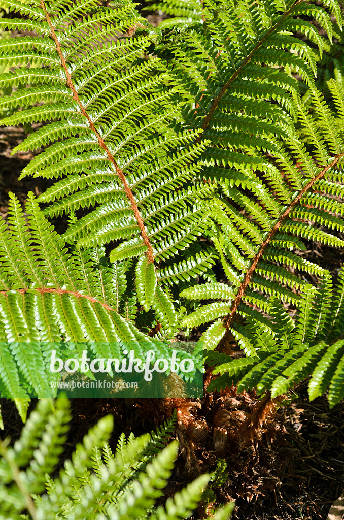 508198 - Japanese lace fern (Polystichum polyblepharum)