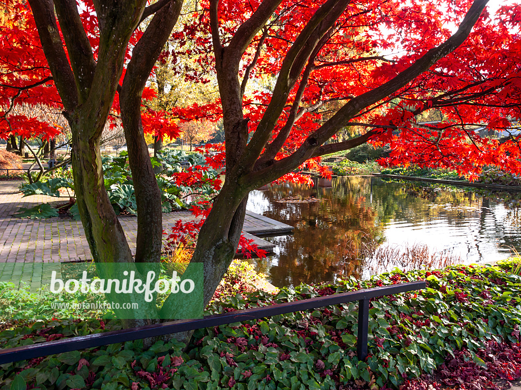 465276 - Japanese maple (Acer japonicum)