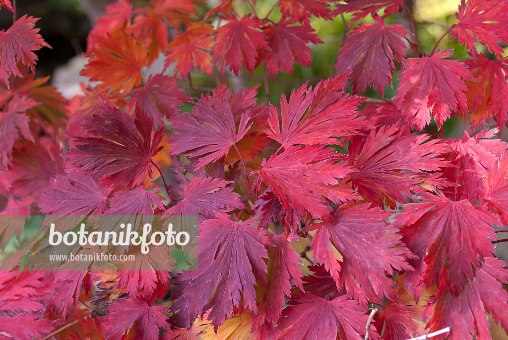 517136 - Japanese maple (Acer japonicum 'Aconitifolium')