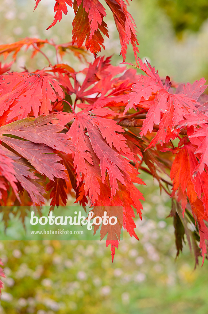 525184 - Japanese maple (Acer japonicum 'Aconitifolium')