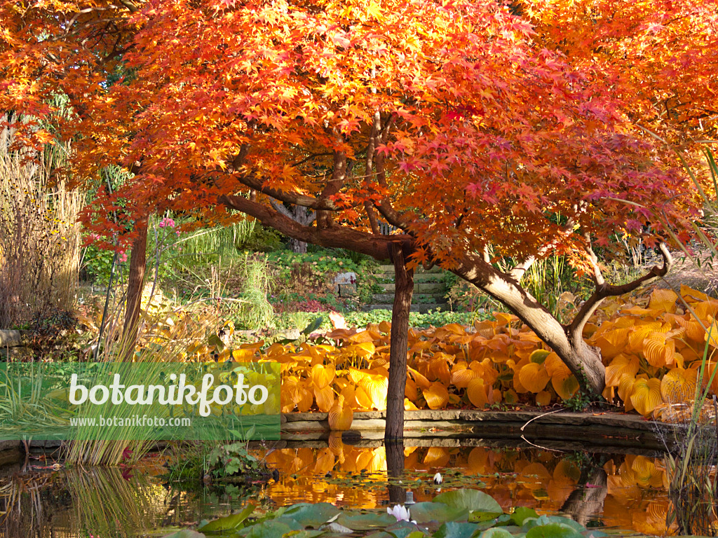 418084 - Japanese maple (Acer palmatum)