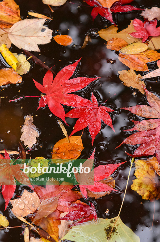 525306 - Japanese maple (Acer palmatum)