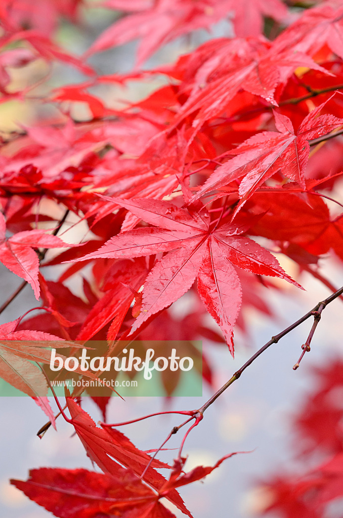 525308 - Japanese maple (Acer palmatum)