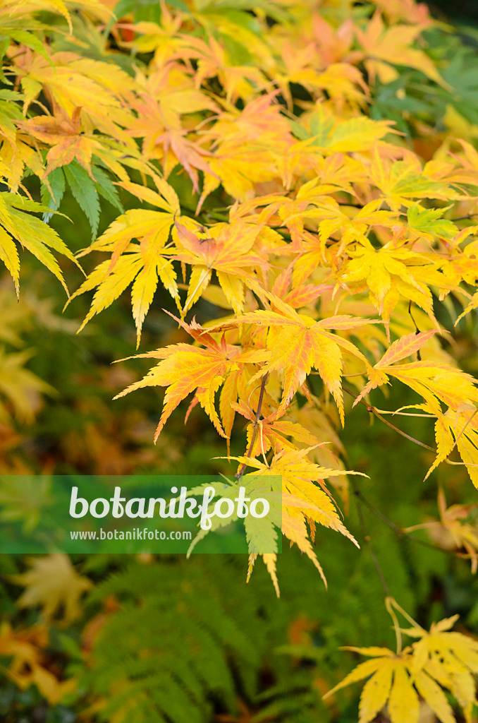 525406 - Japanese maple (Acer palmatum)