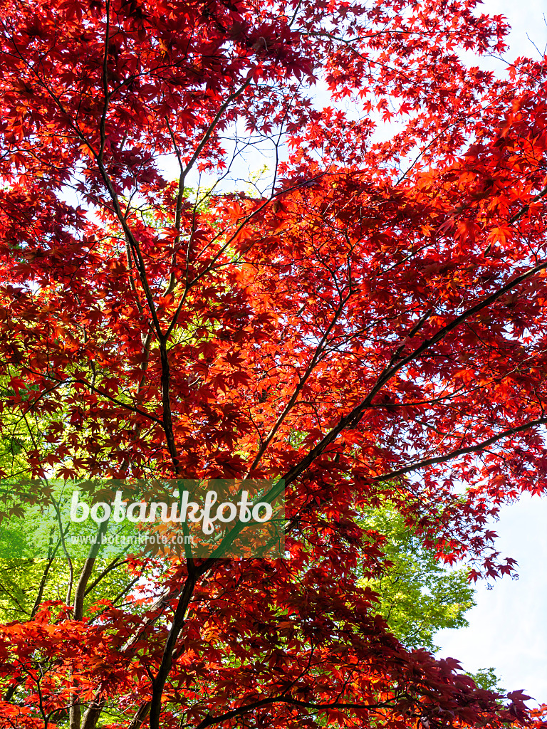 437302 - Japanese maple (Acer palmatum 'Atropurpureum')