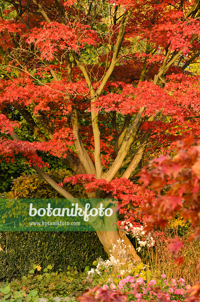 501250 - Japanese maple (Acer palmatum 'Autumn Glory')