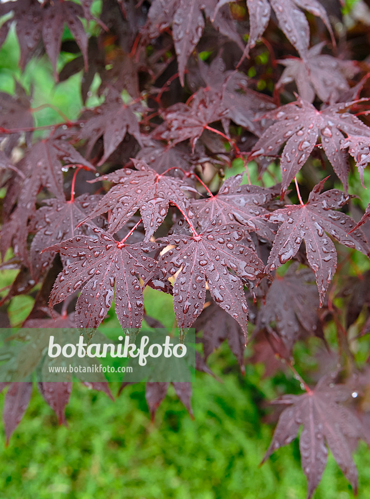 471352 - Japanese maple (Acer palmatum 'Bloodgood')