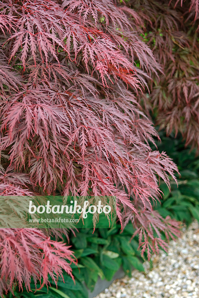 502086 - Japanese maple (Acer palmatum 'Crimson Queen')