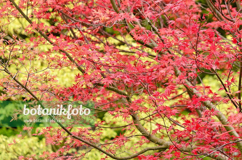 556023 - Japanese maple (Acer palmatum 'Deshojo')