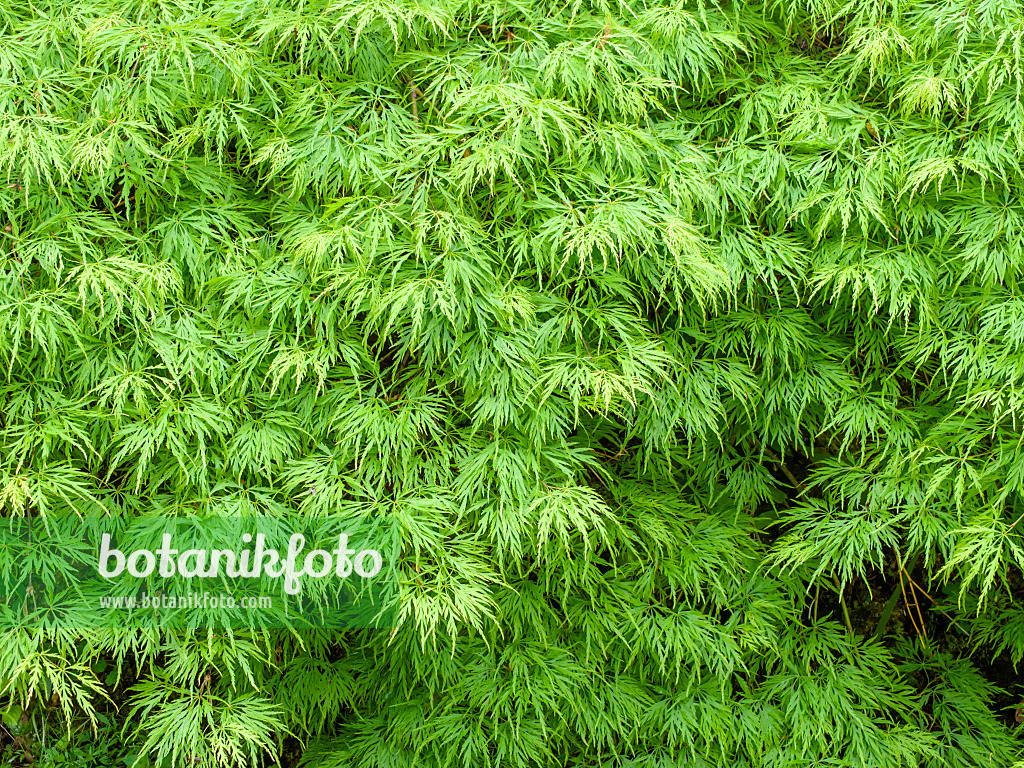 437419 - Japanese maple (Acer palmatum 'Dissectum')