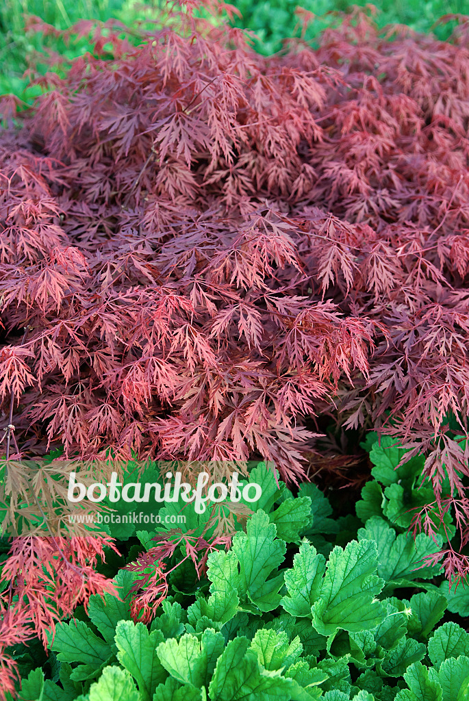 502087 - Japanese maple (Acer palmatum 'Dissectum Garnet')