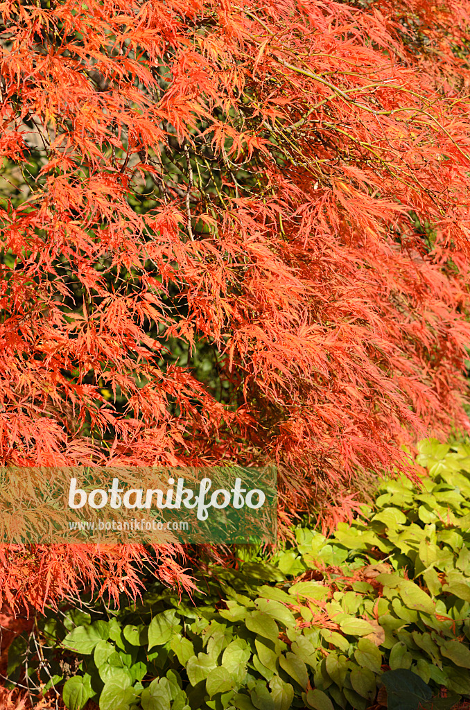 525316 - Japanese maple (Acer palmatum 'Dissectum Garnet')