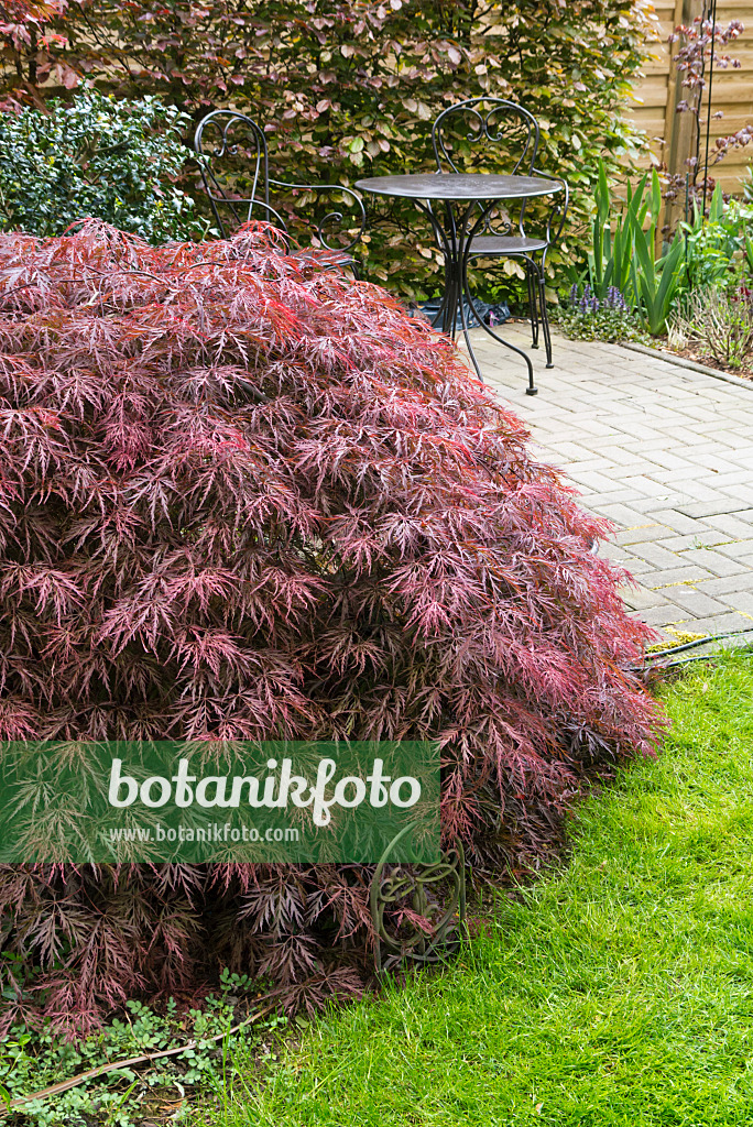 544150 - Japanese maple (Acer palmatum 'Dissectum Garnet')