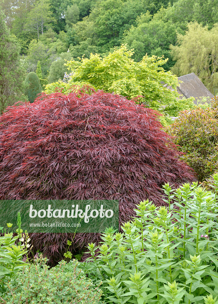 558028 - Japanese maple (Acer palmatum 'Dissectum Garnet')