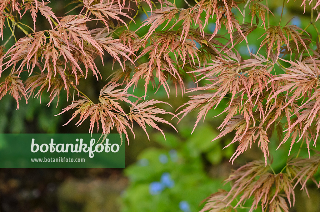 520104 - Japanese maple (Acer palmatum 'Dissectum Ornatum')