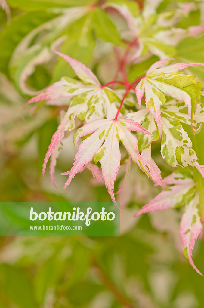 545164 - Japanese maple (Acer palmatum 'Honoo')