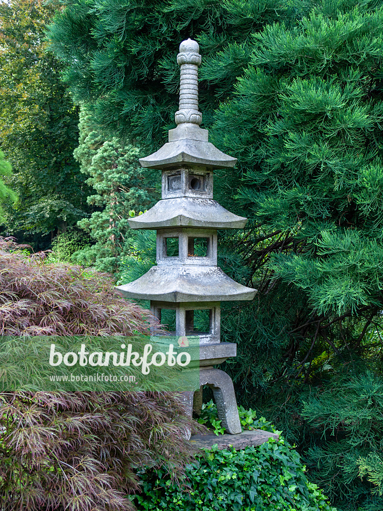 427081 - Japanese maple (Acer palmatum) in a Japanese garden with a three-storey stone lantern