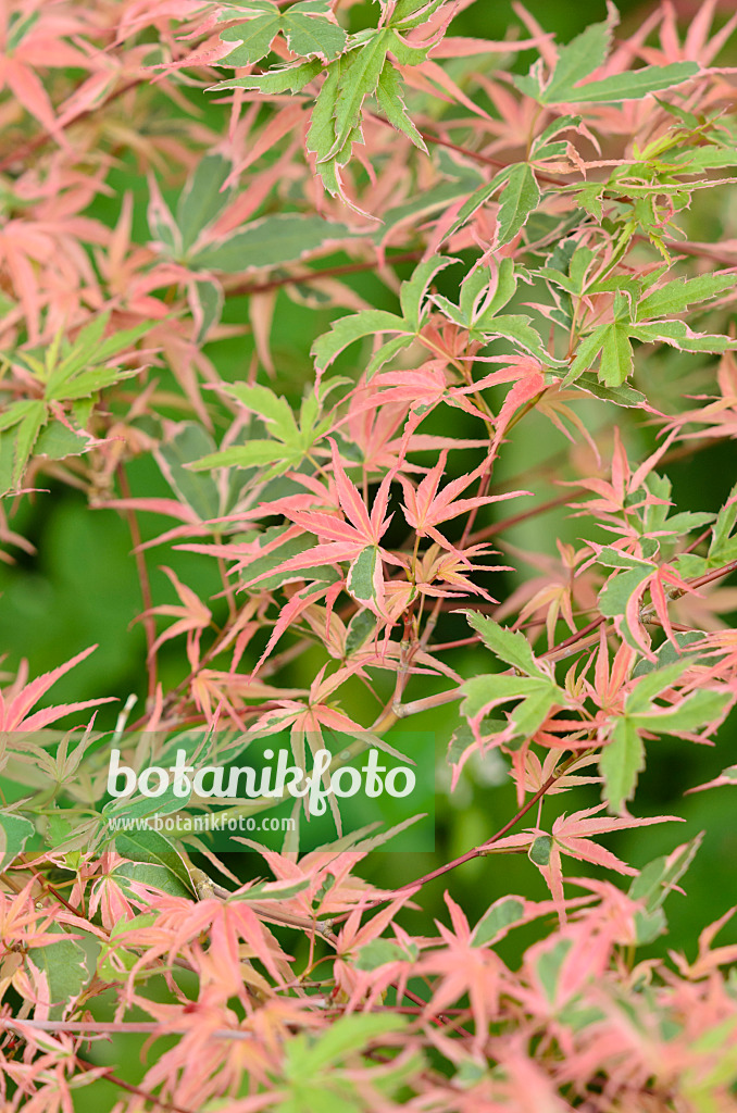 520462 - Japanese maple (Acer palmatum 'Kagiri Nishiki')