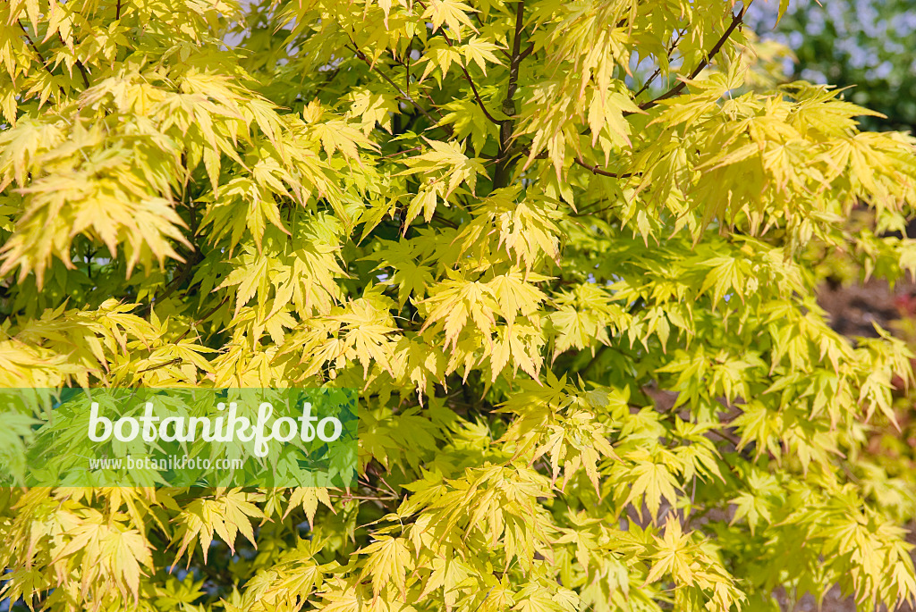 502089 - Japanese maple (Acer palmatum 'Orange Dream')