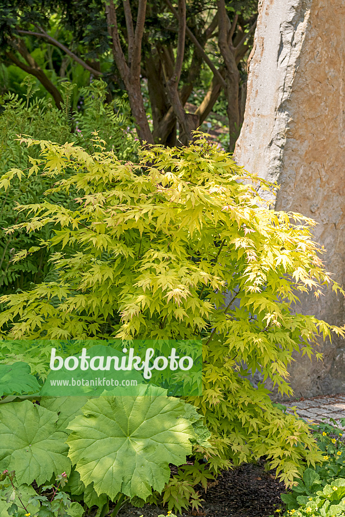 638010 - Japanese maple (Acer palmatum 'Orange Dream')