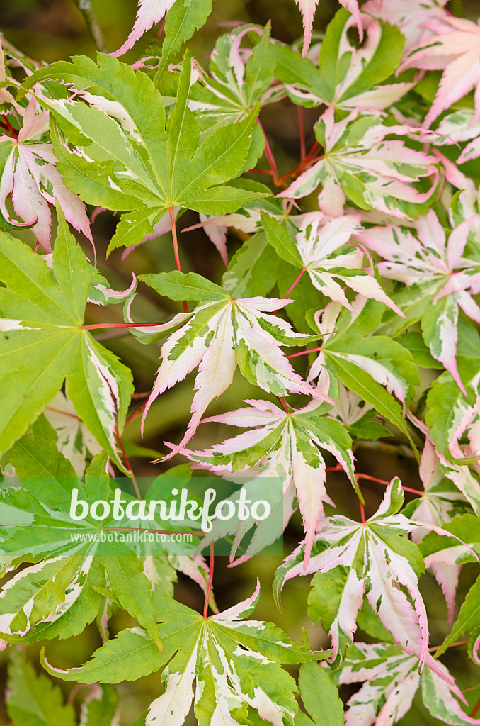 533316 - Japanese maple (Acer palmatum 'Oridono-nishiki')