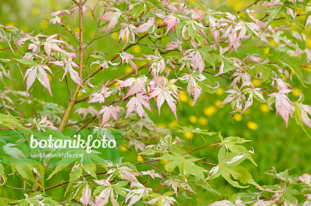 533317 - Japanese maple (Acer palmatum 'Oridono-nishiki')